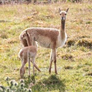 Highland Wildlife Park welcomes adorable vicuna as it continues its 'baby boom'