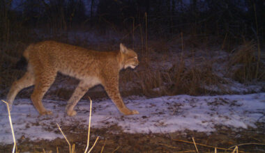 Chernobyl’s Wildlife Cameras Reveal How War Affects Wild Animals