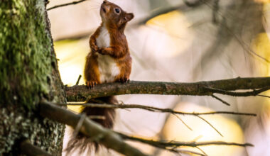 Red squirrel vaccine petition to be considered for Senedd debate