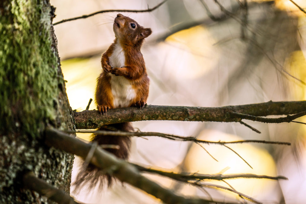 Red squirrel vaccine petition to be considered for Senedd debate