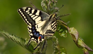 Threatened birds, butterflies and flowers get share of £60m to restore nature