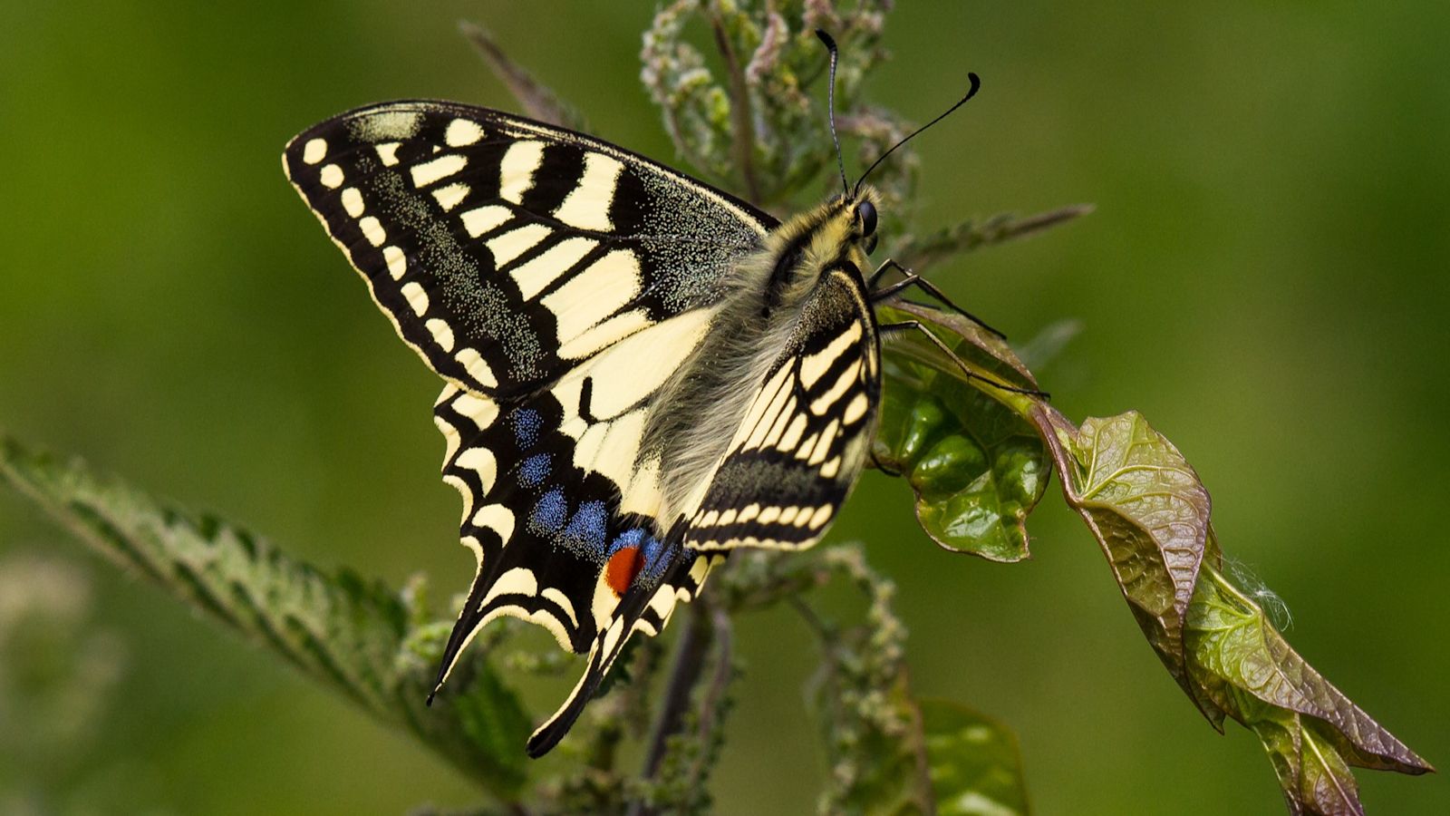 Threatened birds, butterflies and flowers get share of £60m to restore nature