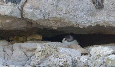 Rare puffling sighting offers hope for Dorset’s dwindling puffin colony