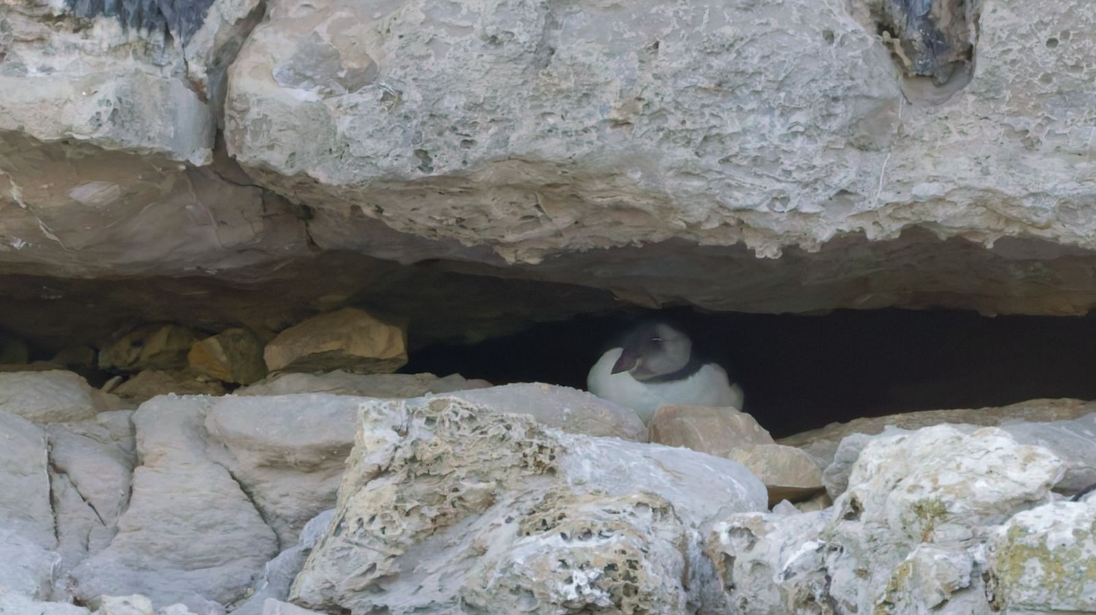 Rare puffling sighting offers hope for Dorset’s dwindling puffin colony