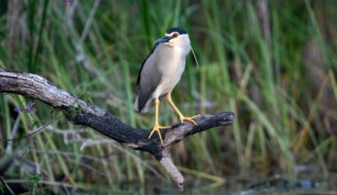 Rare heron rarely seen in the UK spotted in Somerset - The Independent