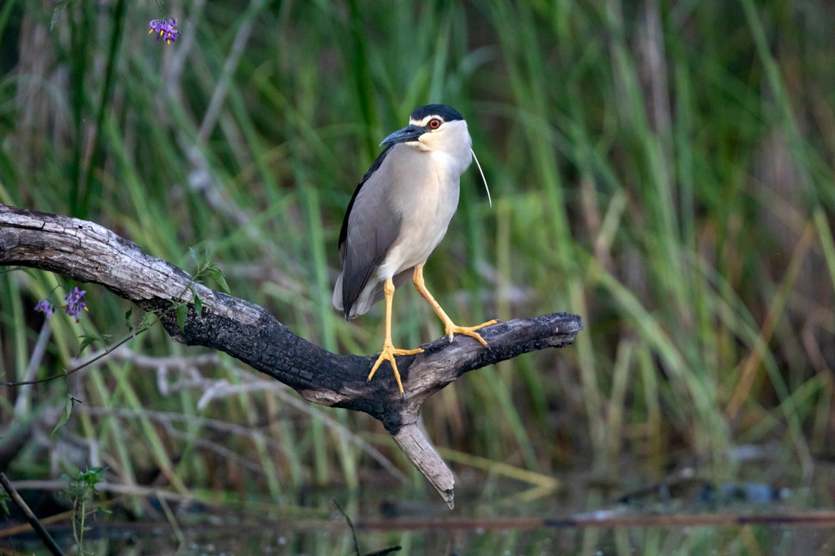 Rare heron rarely seen in the UK spotted in Somerset - The Independent