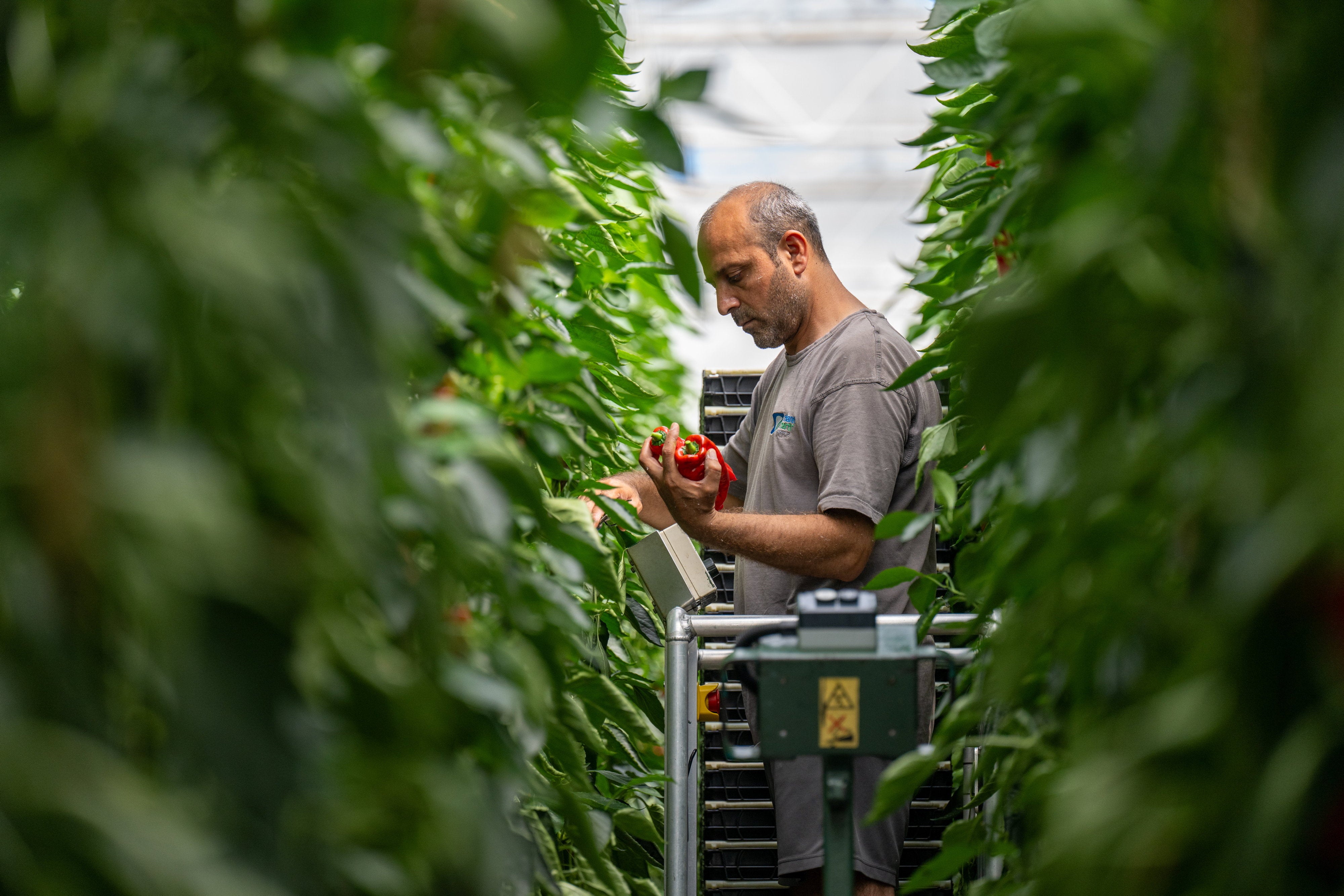 A Thanet Earth worker checking peppers