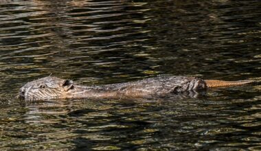 First beaver births in four centuries recorded in Scottish Highlands