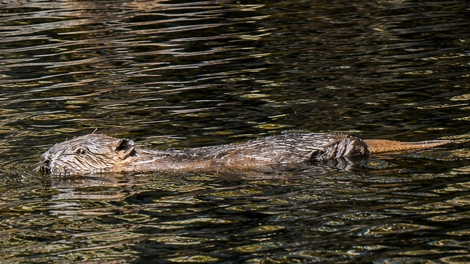 First beaver births in four centuries recorded in Scottish Highlands
