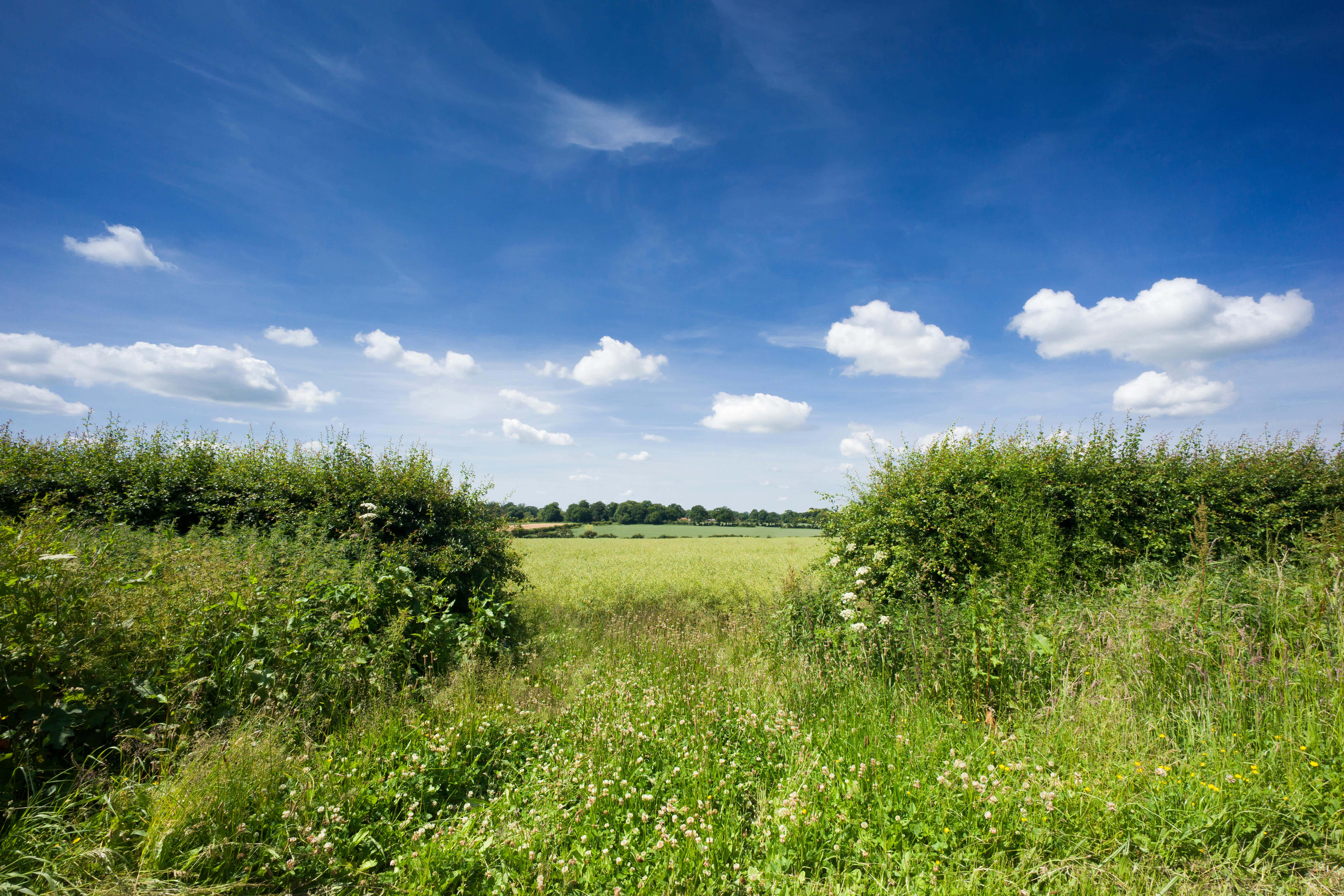 Hedgerows could be a key component in fighting climate change