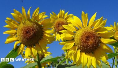 Close up of yellow sunflowers on a sunny day.