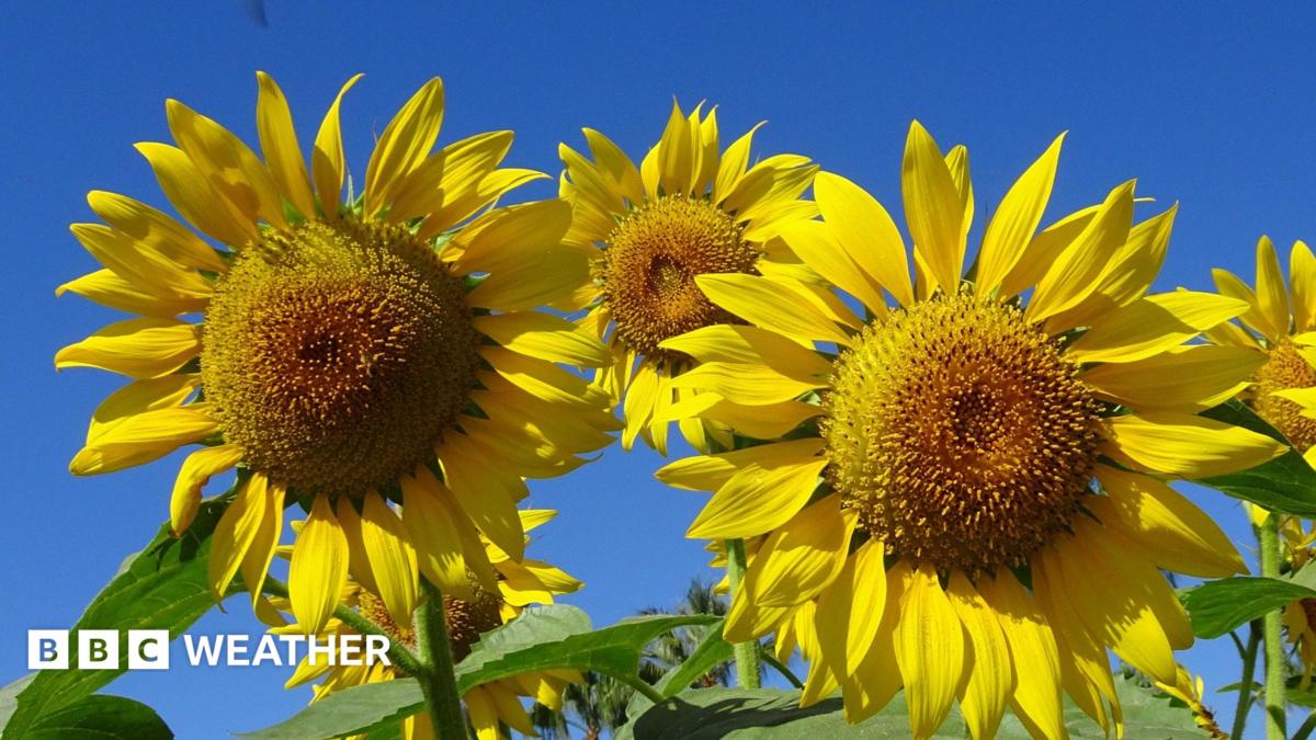 Close up of yellow sunflowers on a sunny day.