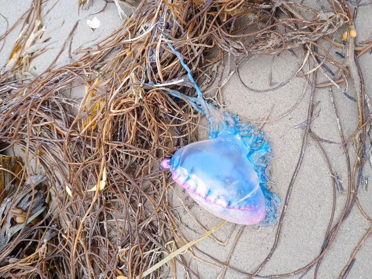 Juvenile Portugese man o’ war washed up in Gwynedd last year