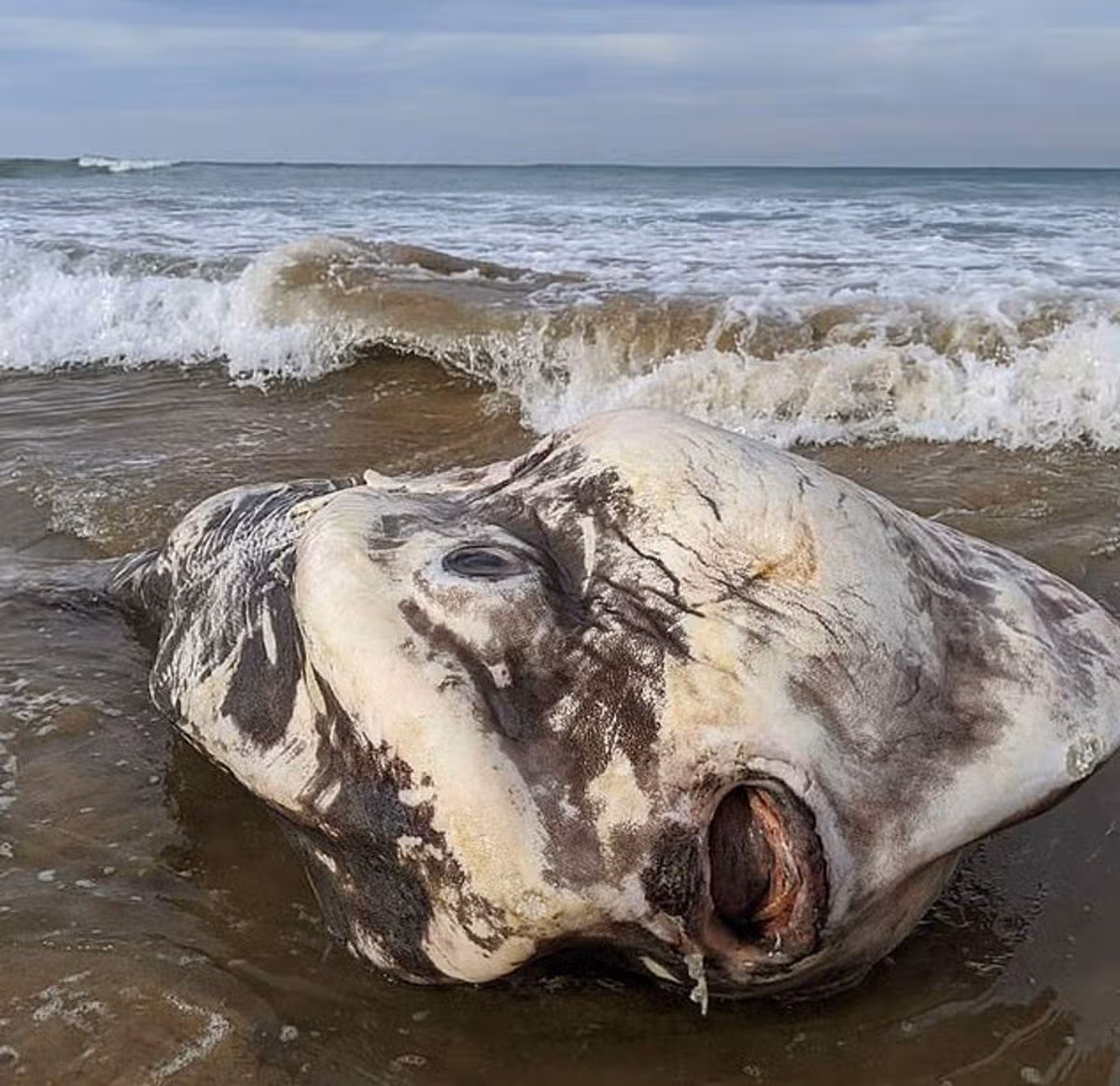 A giant Ocean Sunfish washed up on Victoria’s south-west coast in Australia beach