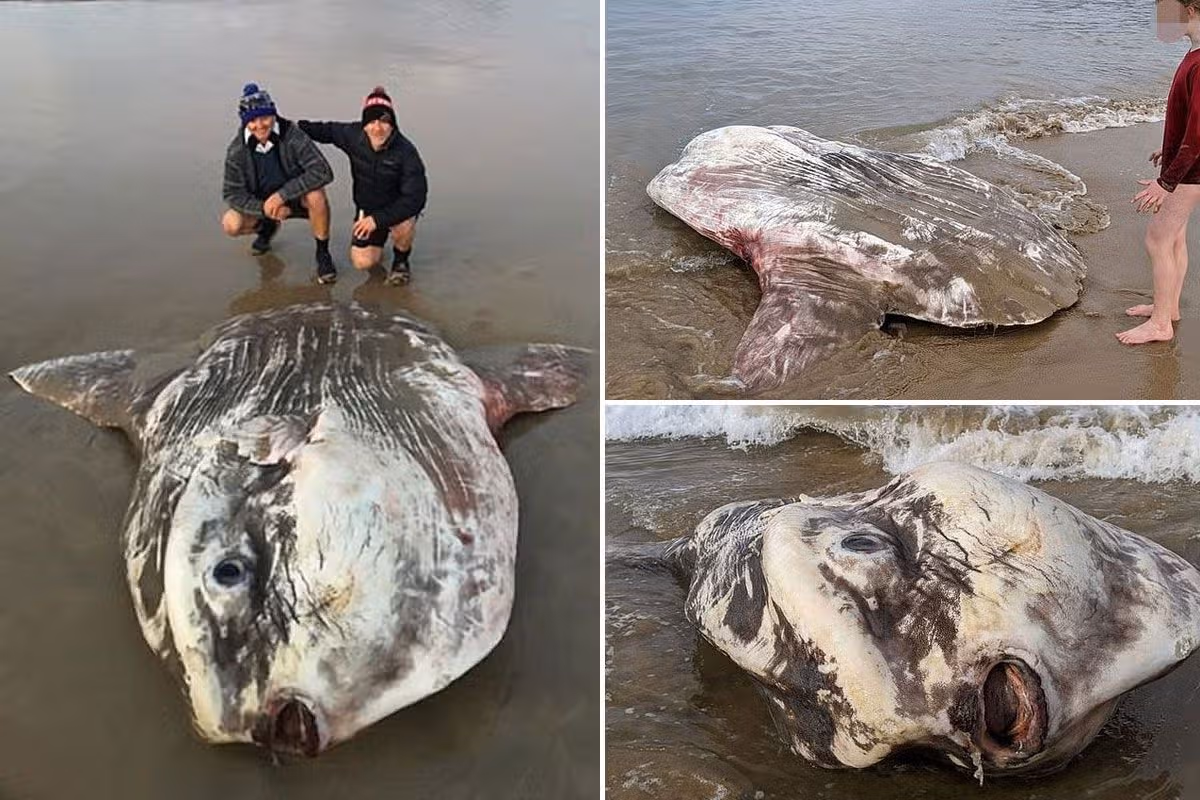 A giant Ocean sunfish washed up on a popular Australian beach on Victoria’s south-west coast