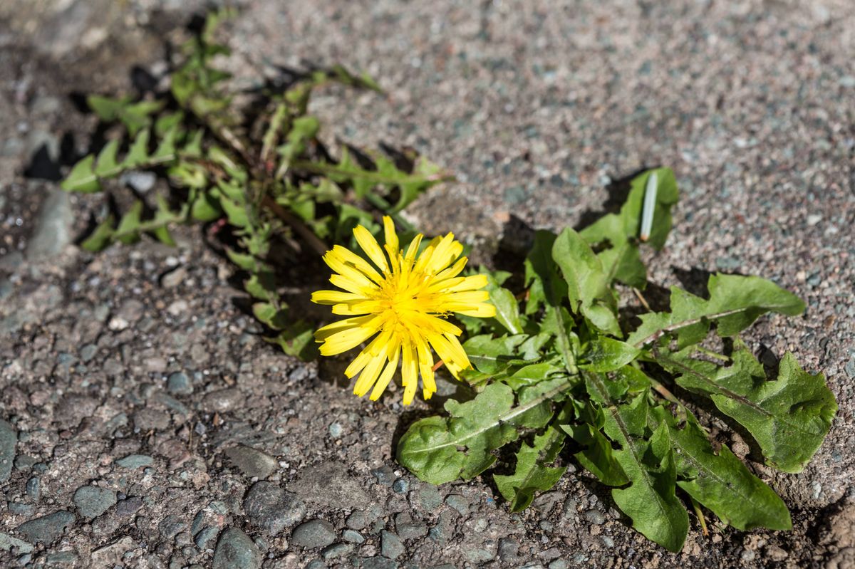 Close up of a yellow dandelion on a tarmac driveway.