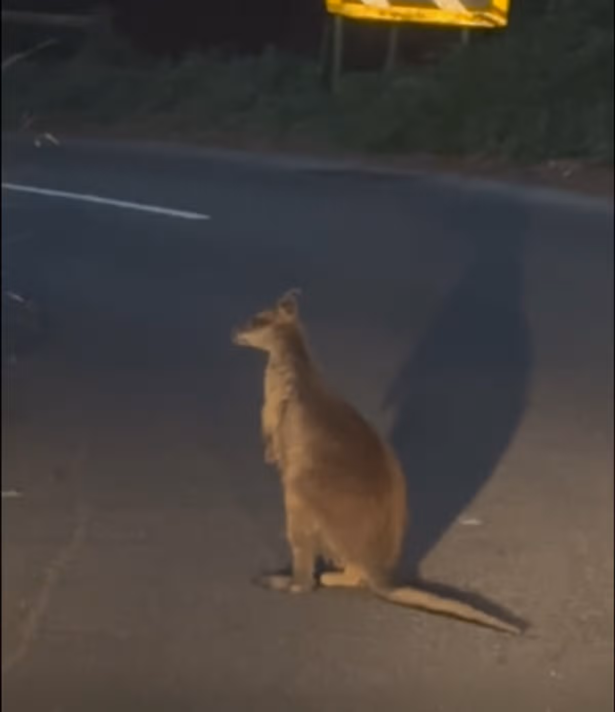Danny described the wallaby as "very streetwise"