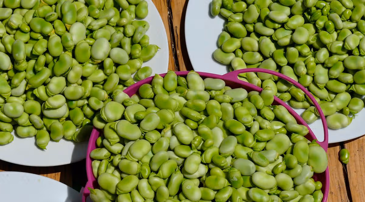 Faba beans