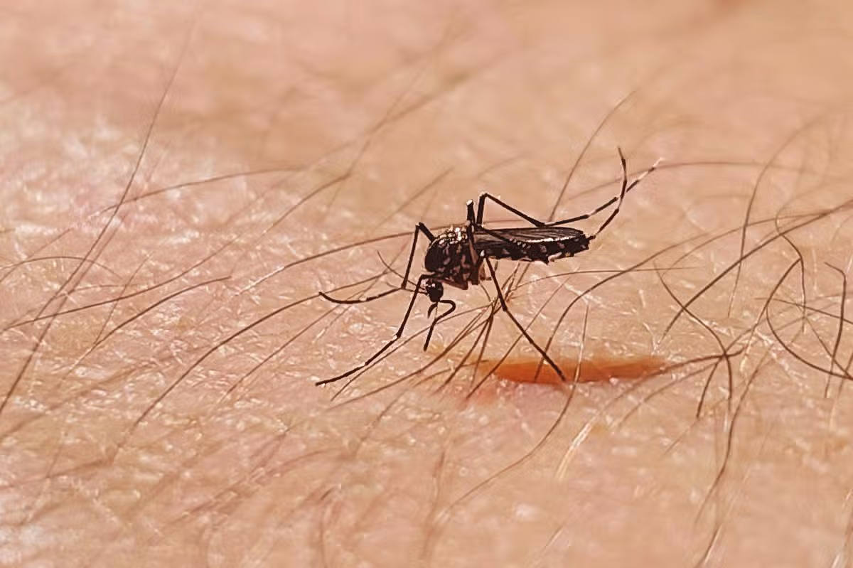Mosquito