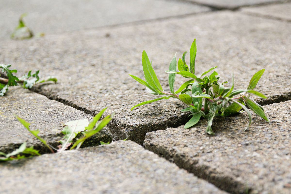 Weeds growing in the cracks between bricks