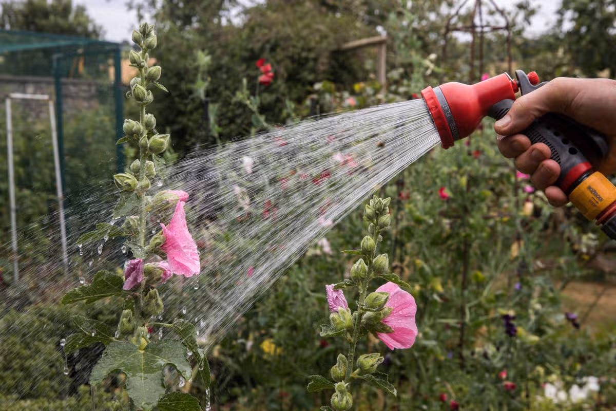 A hand is using a red and black watering can to water a garden bed with vibrant pink and green foliage, showcasing the act of gardening and plant care.