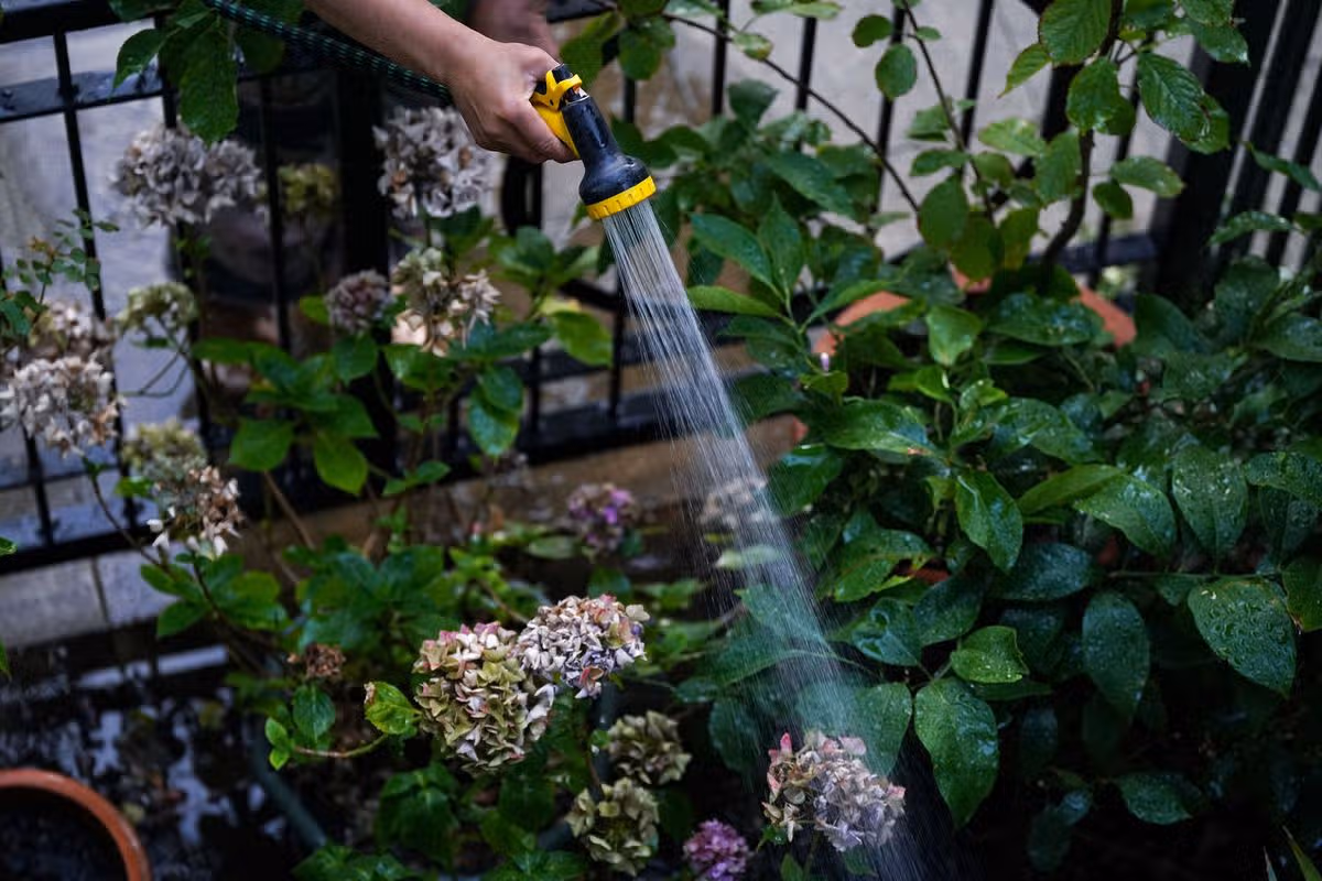 woman watering her front garden,