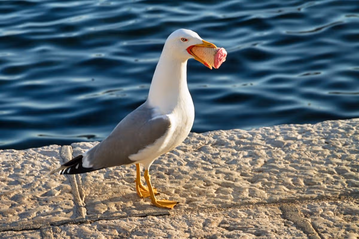 Seagull with ice cream in its beak on the sea backgrounds