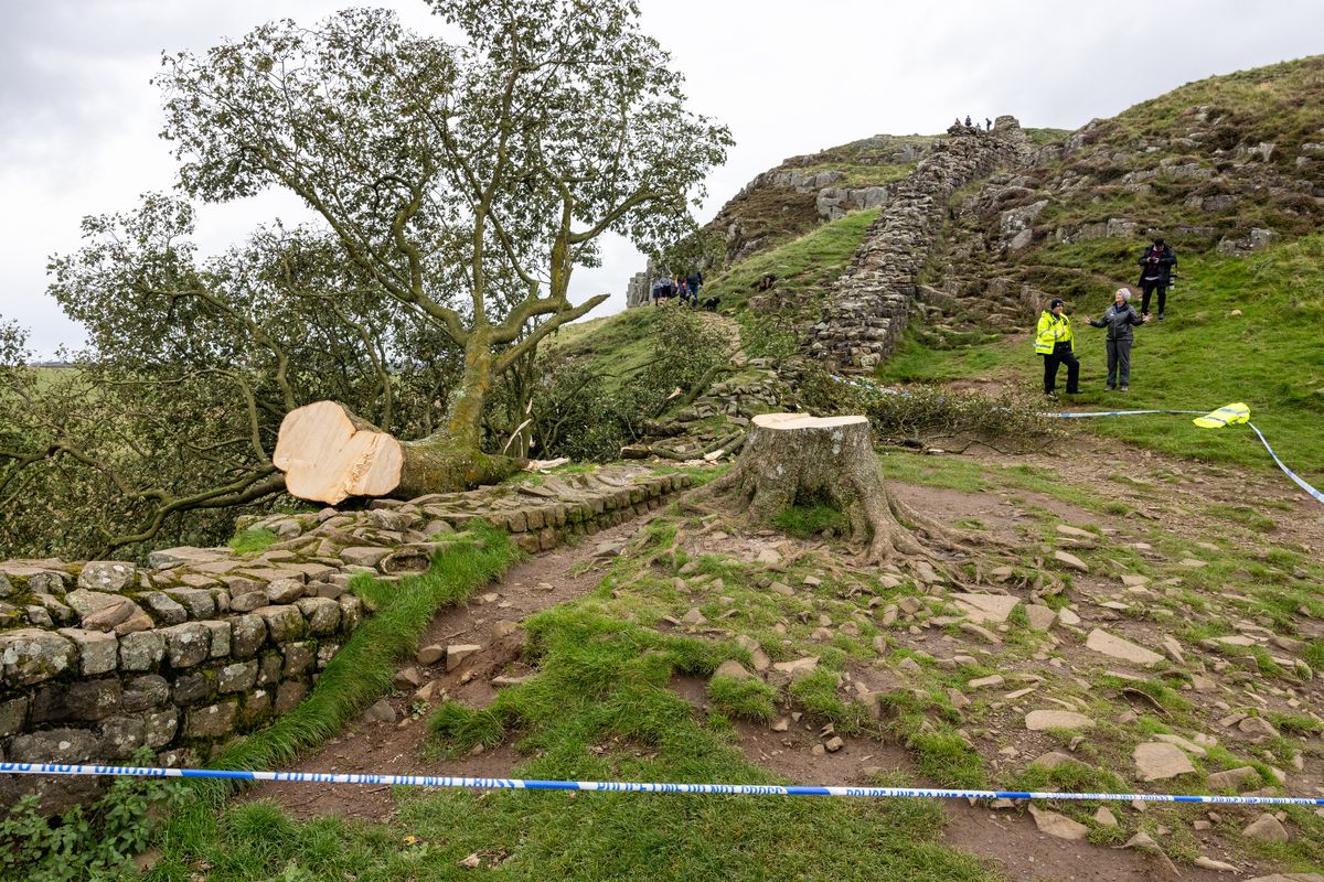 Sycamore Gap was deliberately felled in September 2023 