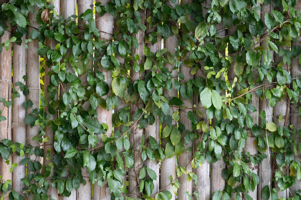 Ivy growth cover wood wall fence background