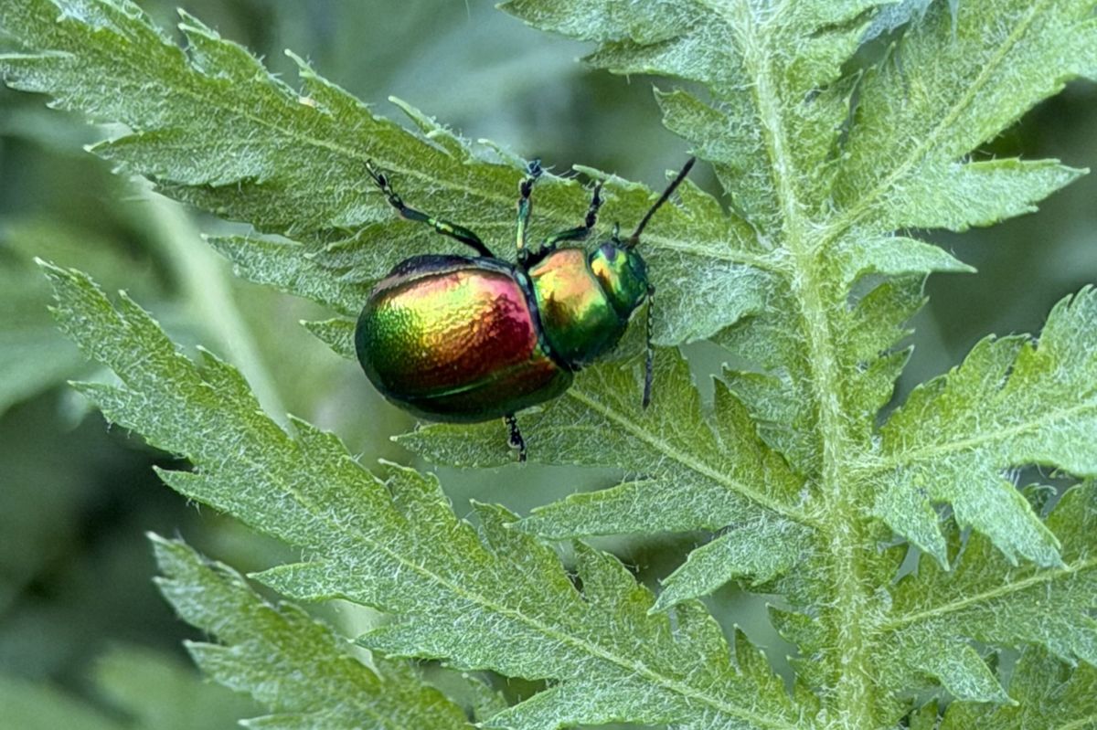 Flamingo Land has created an area for the endangered tansy beetle to help expand its population