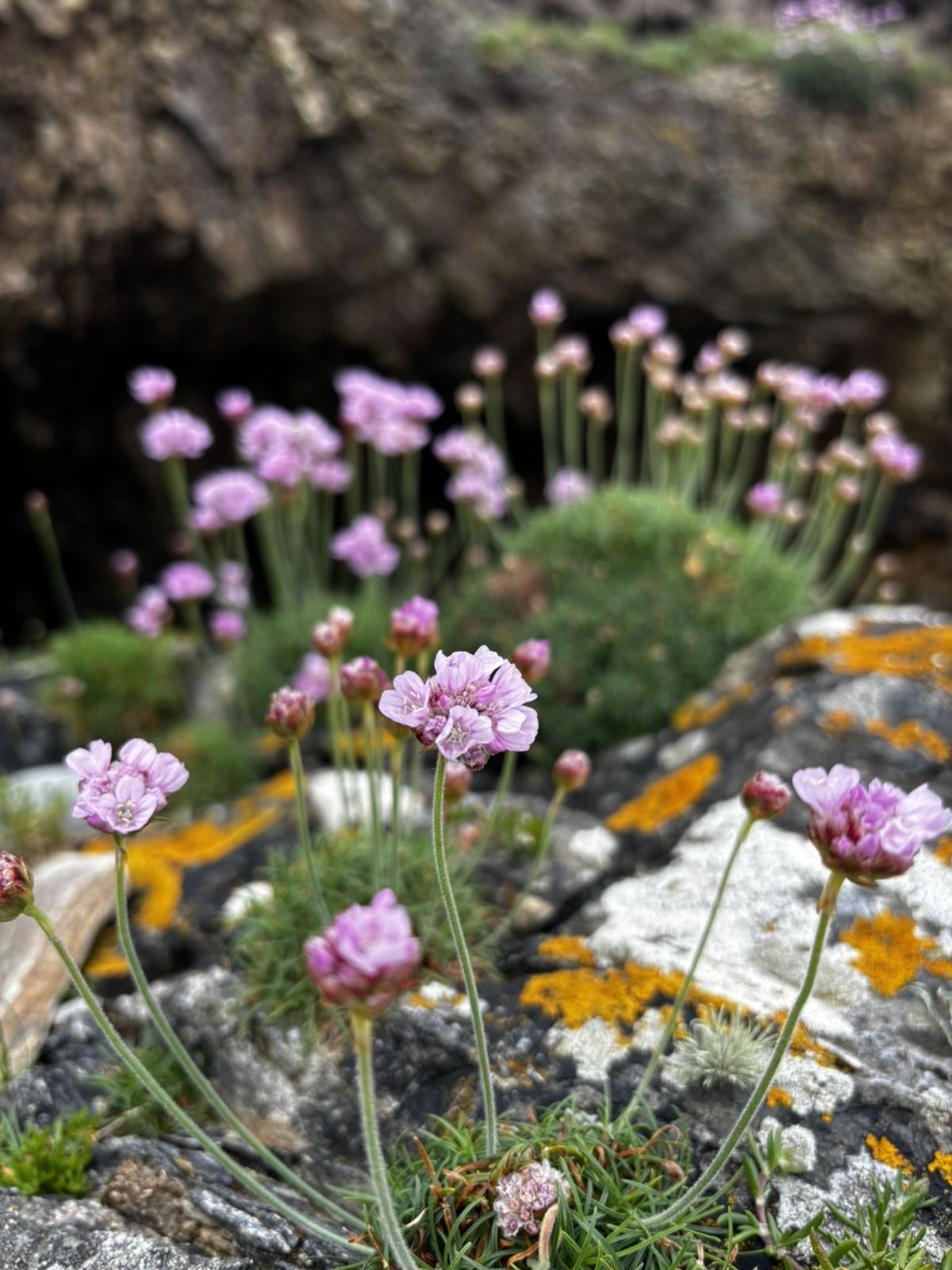 The island is full of life and the couple grow their own food