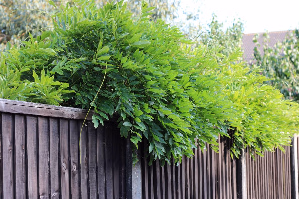 Lush Green Foliage Over Wooden Fence In Suburban Garden Providing Privacy And Texture