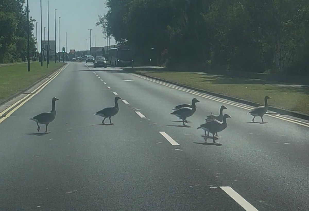 Geese on the road between Killingworth Lake