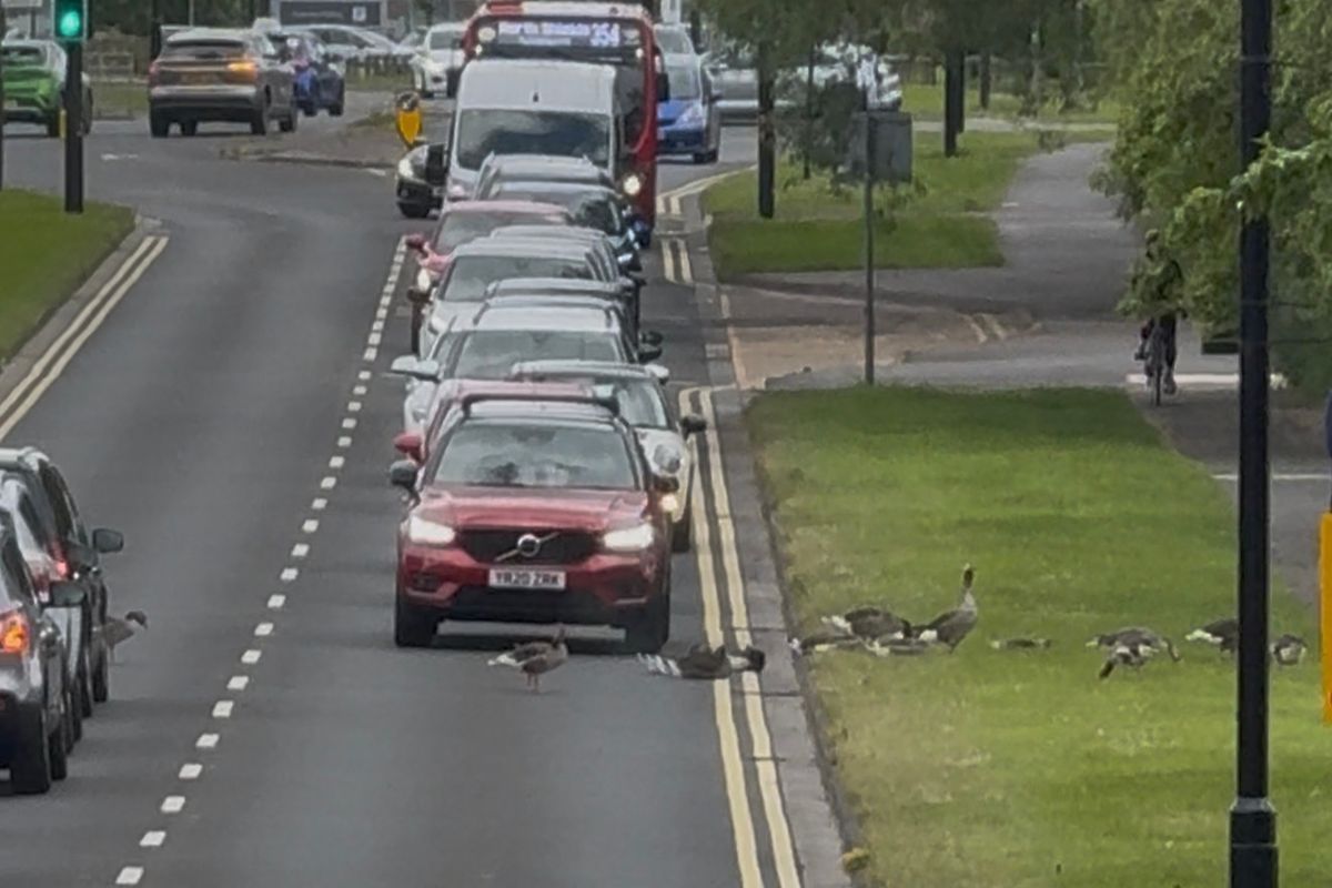 Drivers waiting for the geese sitting on the road between Killingworth Lake