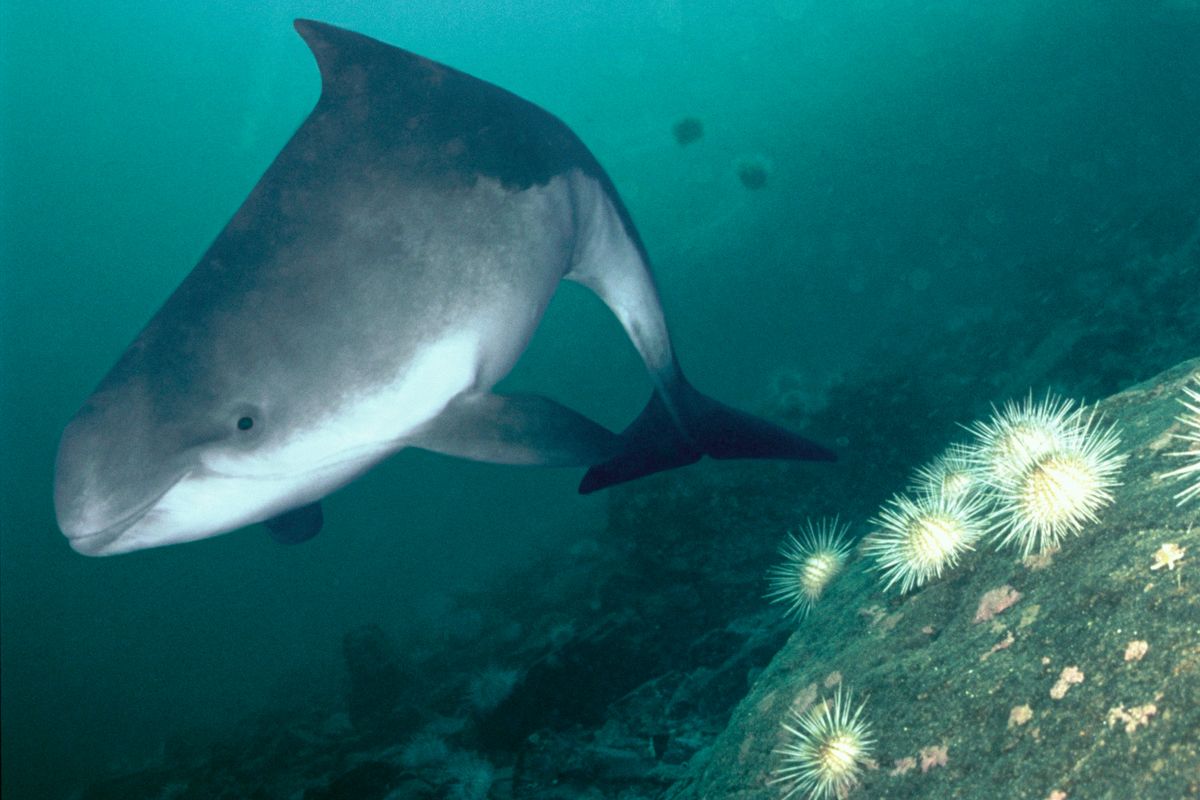 More than 1,000 harbour porpoises are dying in UK waters each year having been caught in fishing nets, according to conservationists