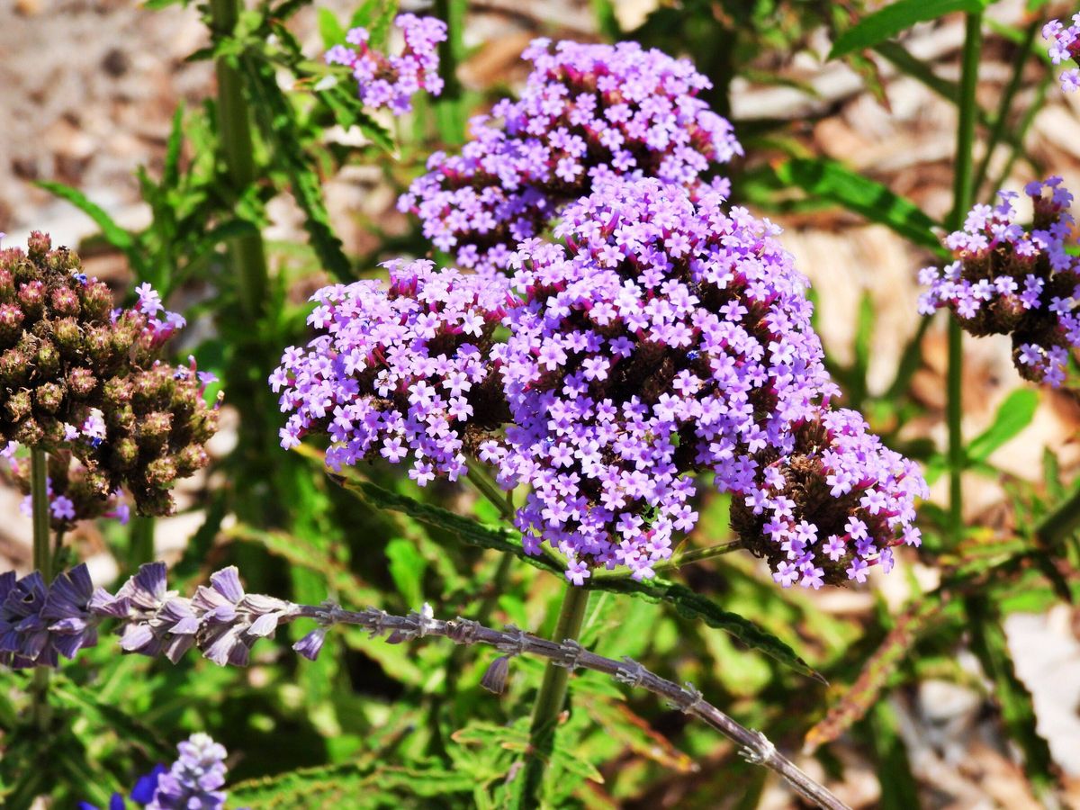 Purpletop vervain (Verbena bonariensis)