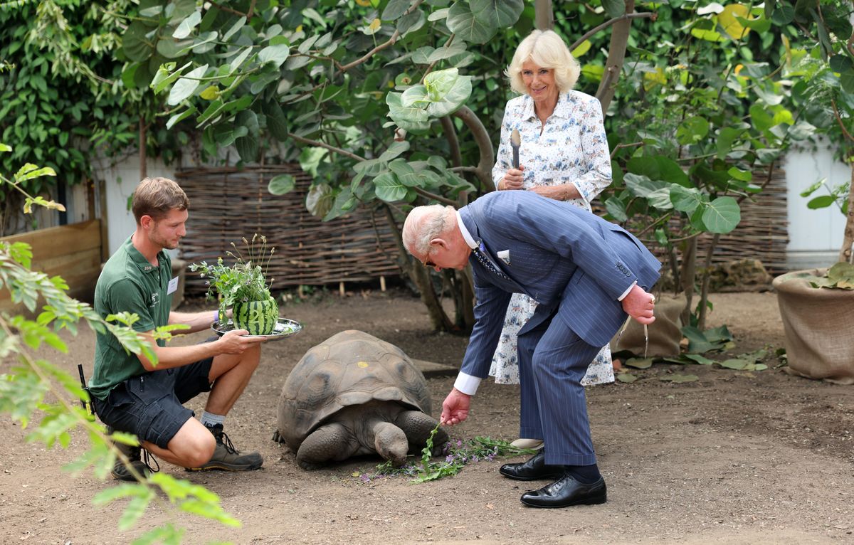 King Charles feeds Polly, the Galapagos tortoise