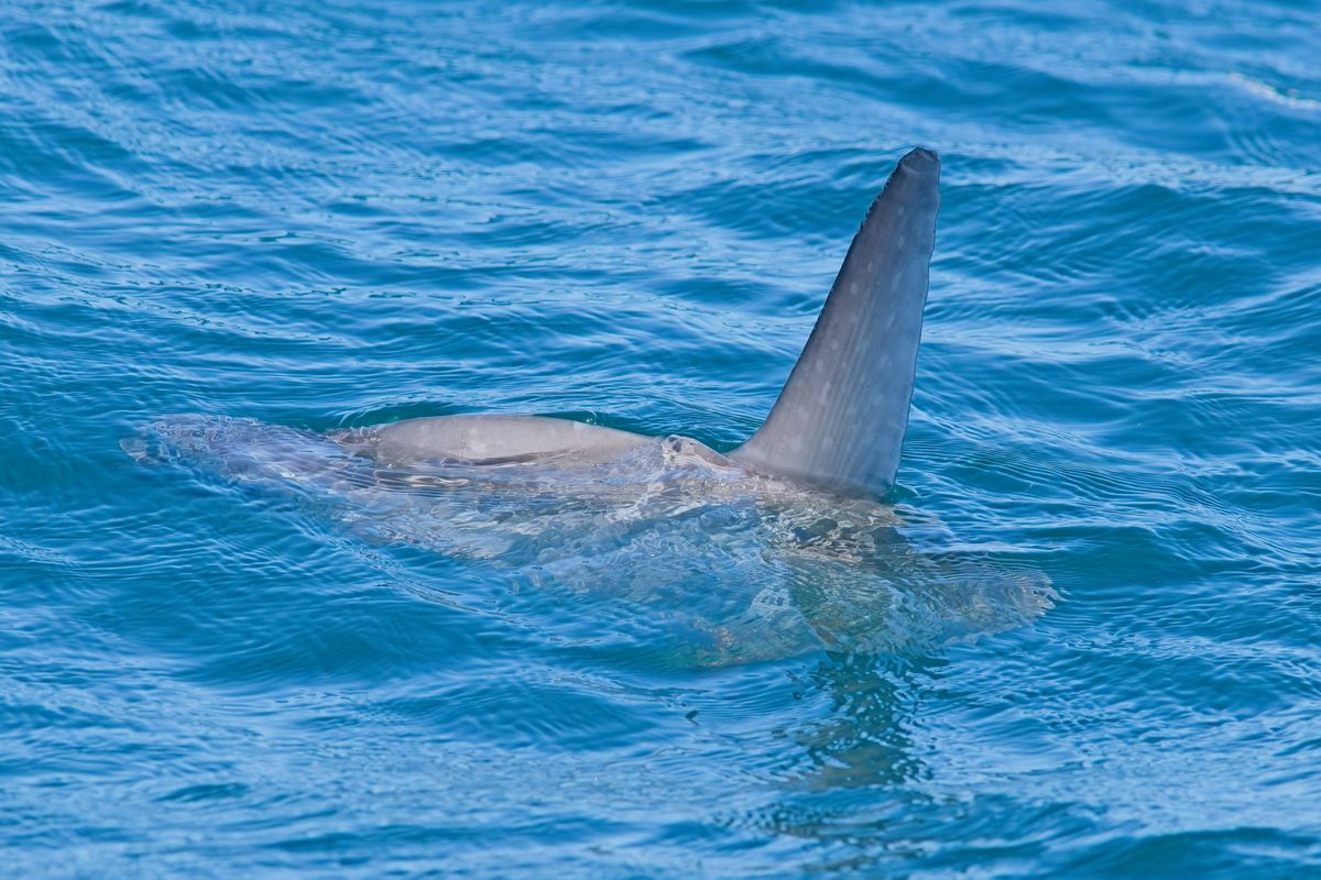 Sunfish at surface