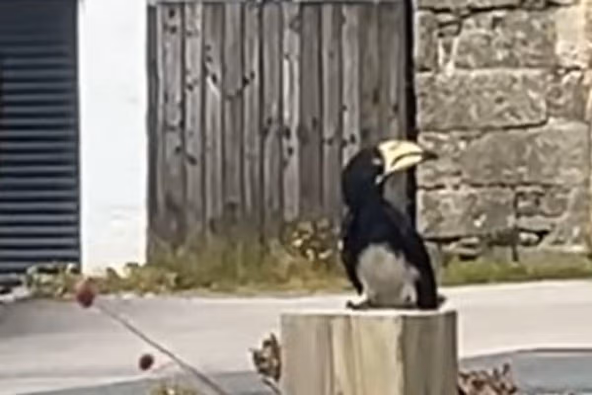 A still image from a video posted onto a community Facebook group in Ashton, Cornwall, of a hornbill sitting on a post in the back yard of the Lion & Lamb pub
