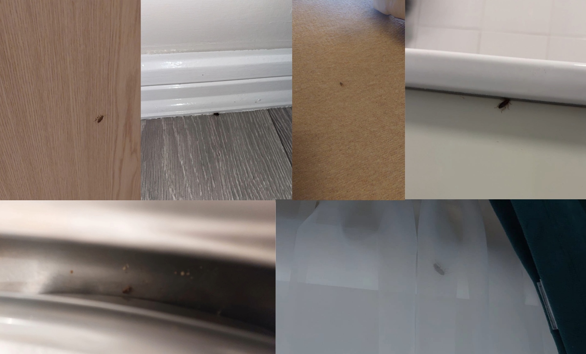 A collage of cockroaches Nick has found in his flat recently.