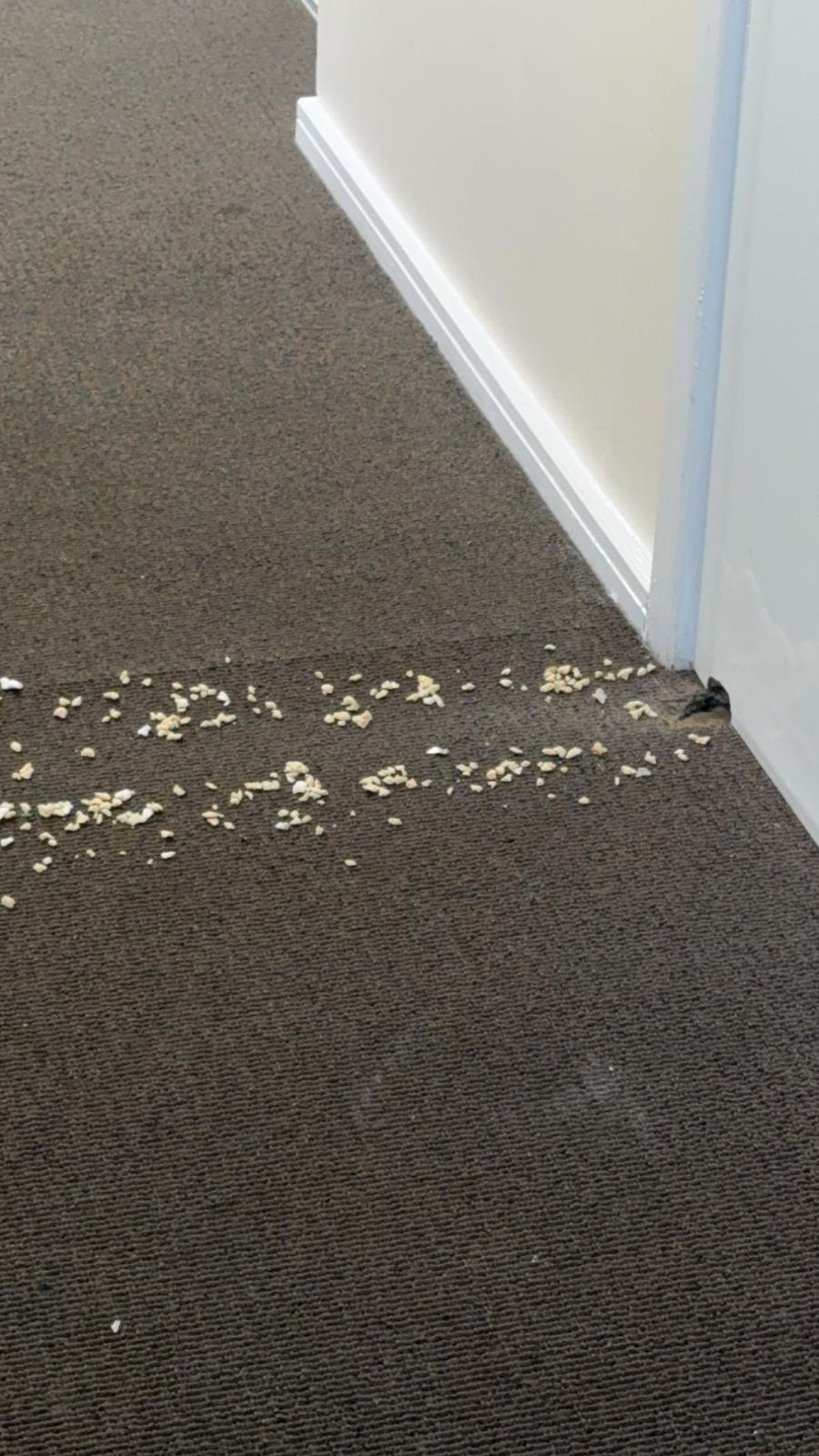 The door in the hallway after young rats chewed through the wood and carpet.