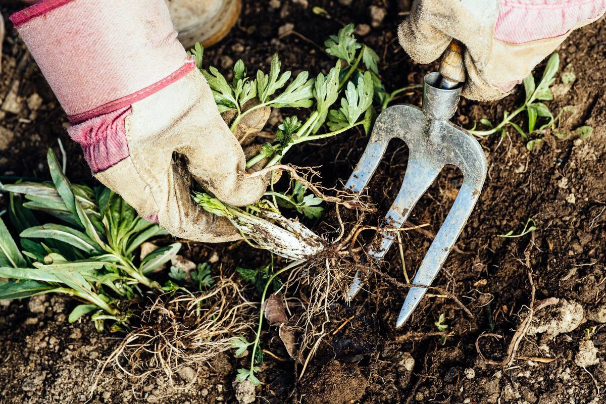 Removing a weed in the garden