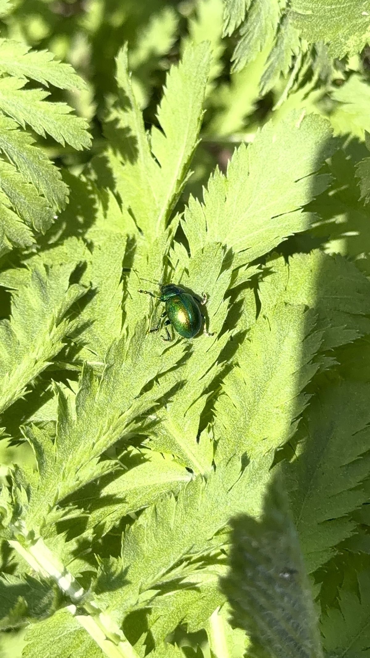 Tansy beetles were released at Flamingo Land in May