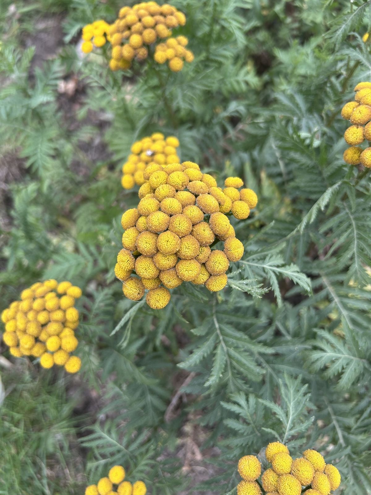 The beetle is dependent on the tansy plant for food and reproduction