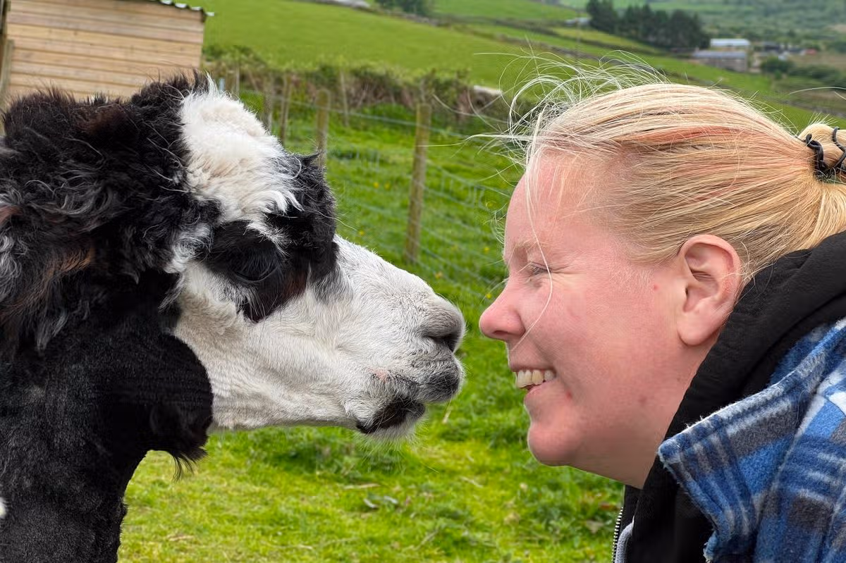 An alpaca farm in Cornwall is offering a unique experience for the upcoming eclipse