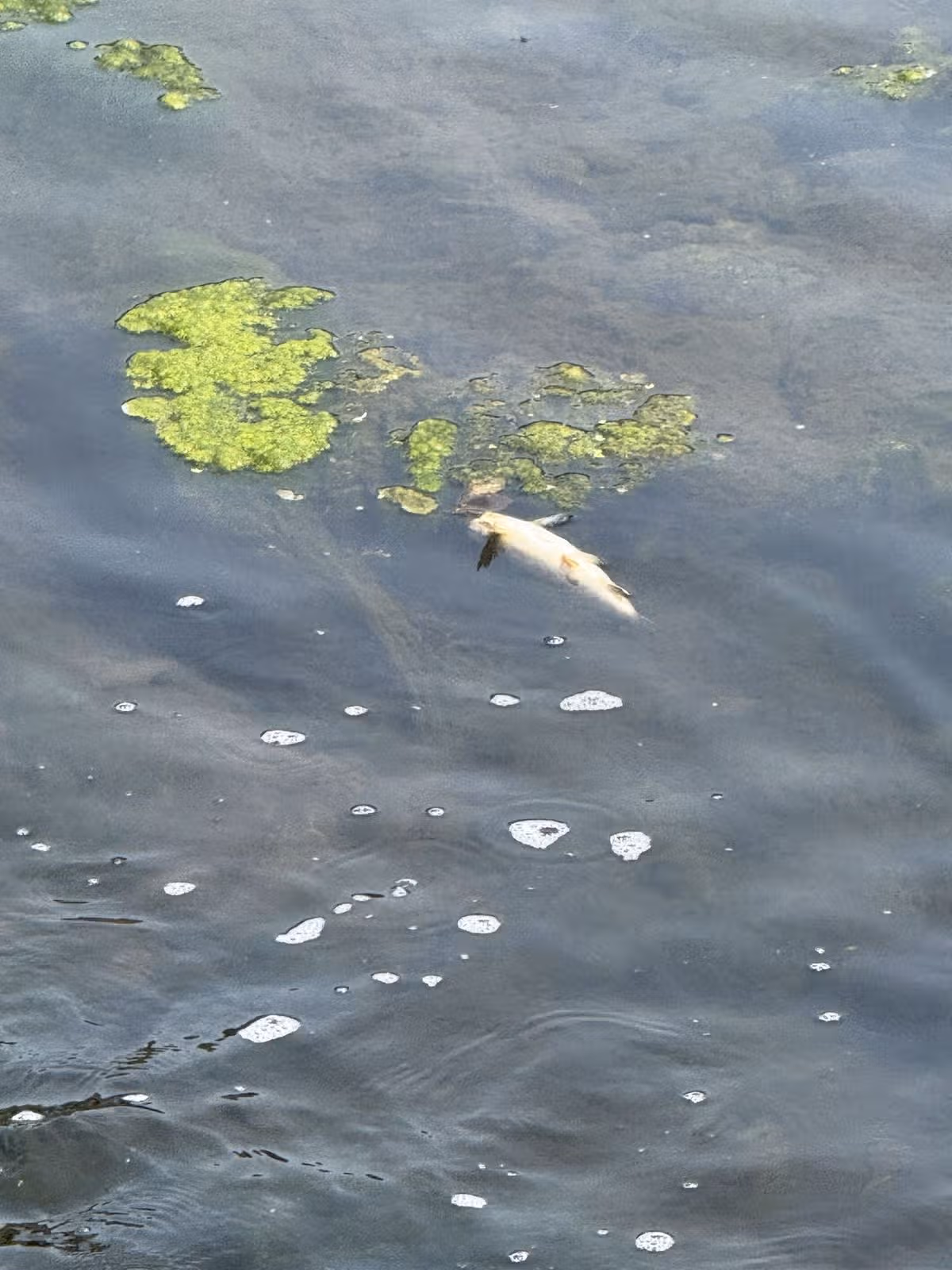 Photos of dead trout found in the River Exe