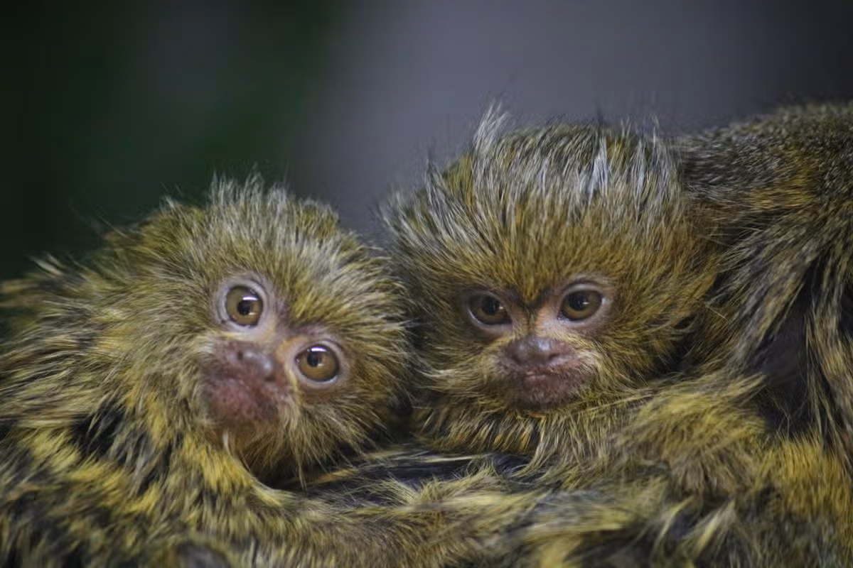 The pygmy marmoset babies