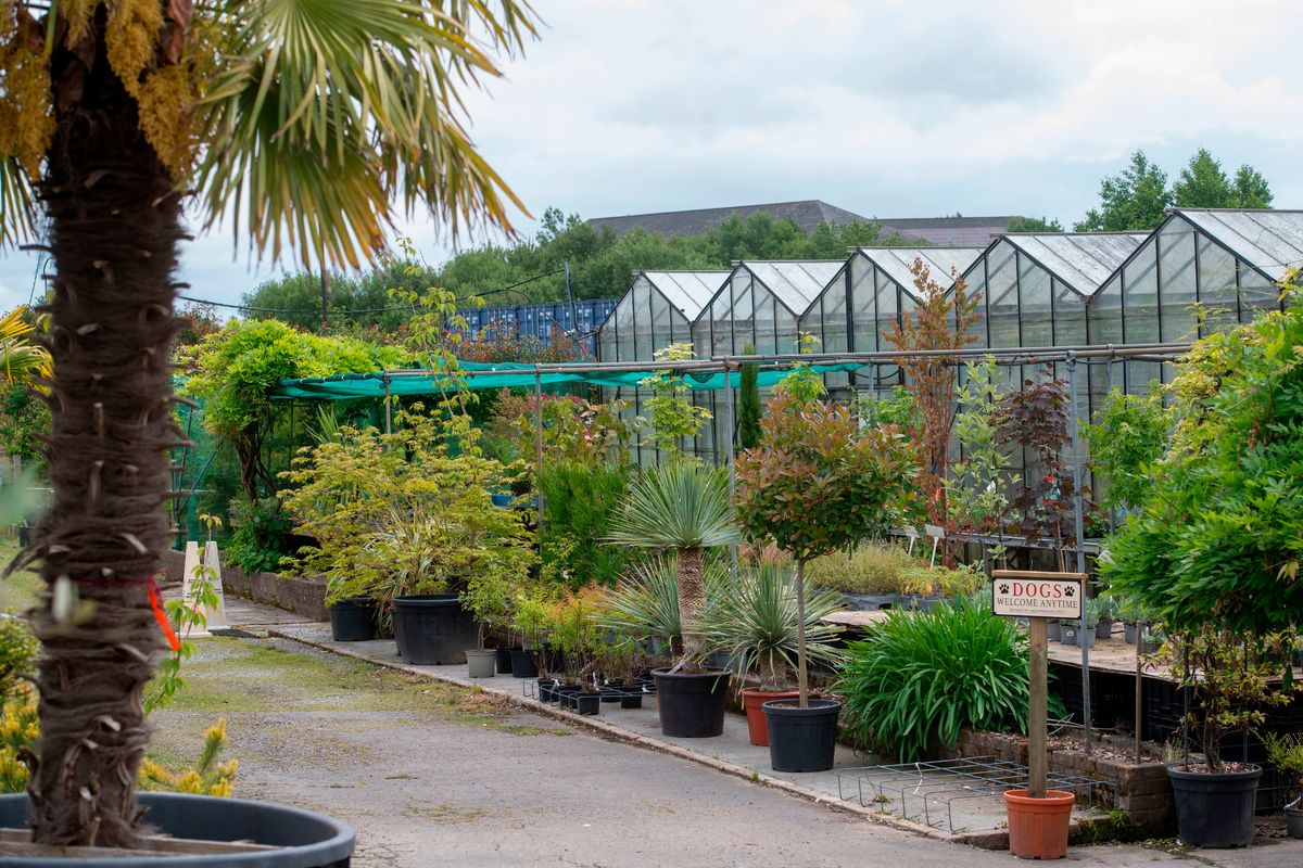 Plants for sale and a giant greenhouse at the Dutch Garden centre, Cardiff, which is closing after 50 years. 