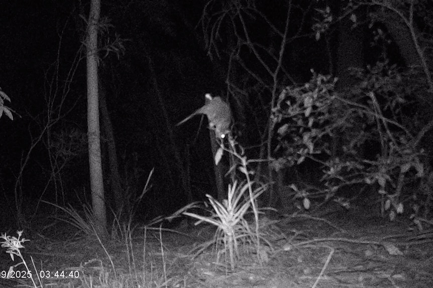 a possum climbing a small bush as seen on a black and white camera image