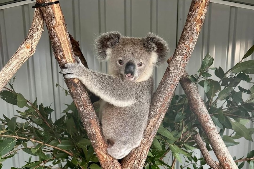 A three legged koala in a tree in an enclosure.